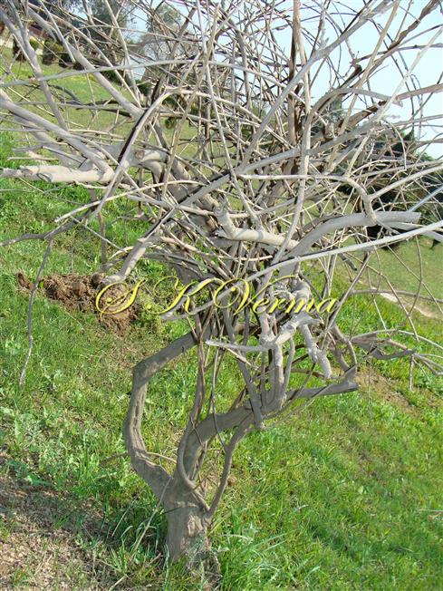  Plant in winter